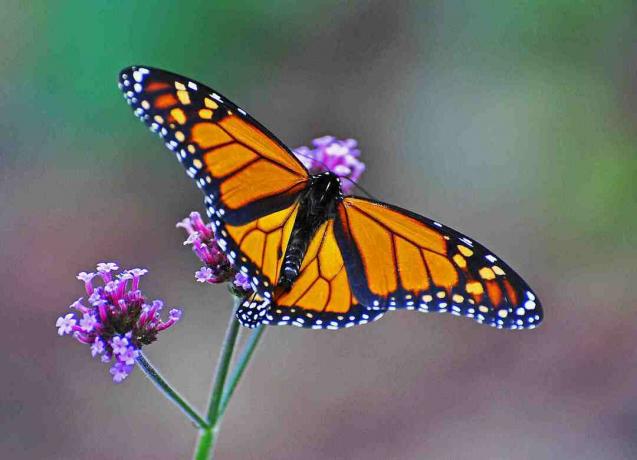 Monarchen stoppen voor nectar langs het migratiepad om lichaamsvet te krijgen voor de lange winter.