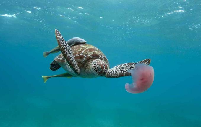 Schildpad die roze kwallen in Palawan, Filippijnen eet